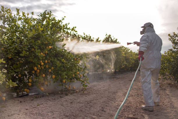 Best Wasp Removal Services  in Warsaw, MO